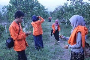 Suasana petik buah jeruk di kebun buah jeruk Kusuma Agrowisata